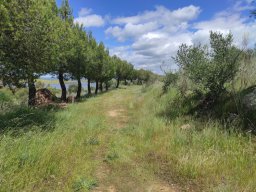 Flora del Cerro Masatrigo